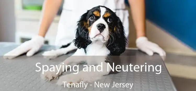 Spaying and Neutering Tenafly - New Jersey