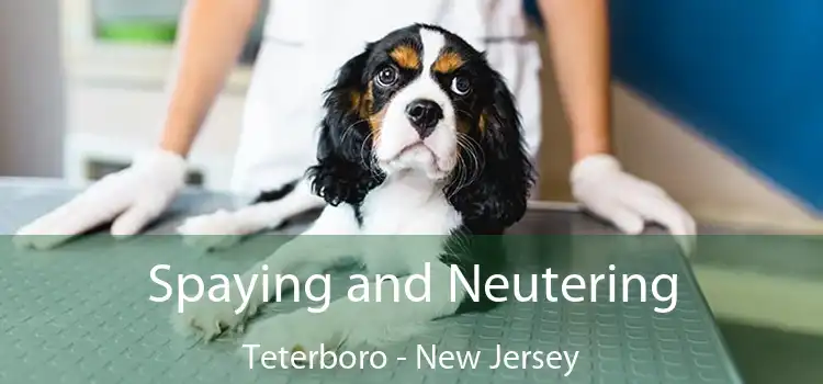 Spaying and Neutering Teterboro - New Jersey