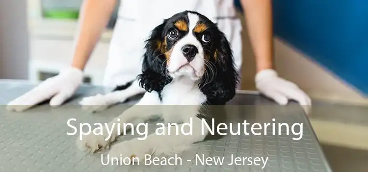 Spaying and Neutering Union Beach - New Jersey