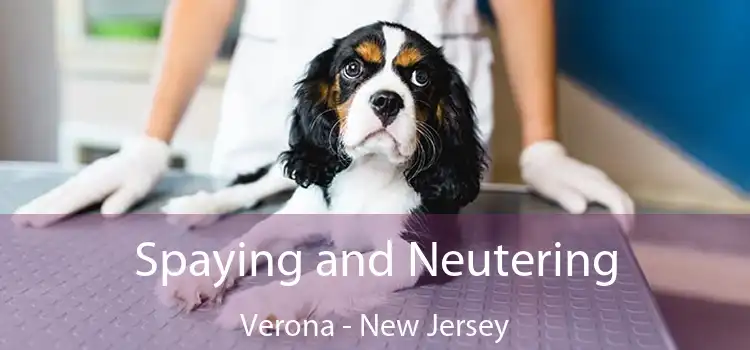 Spaying and Neutering Verona - New Jersey