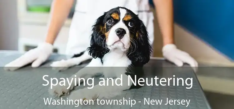 Spaying and Neutering Washington township - New Jersey