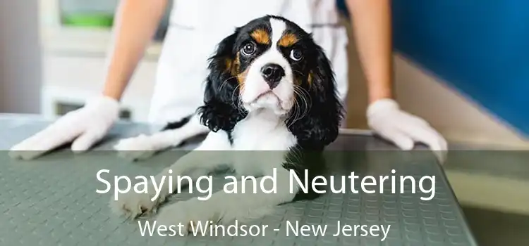 Spaying and Neutering West Windsor - New Jersey