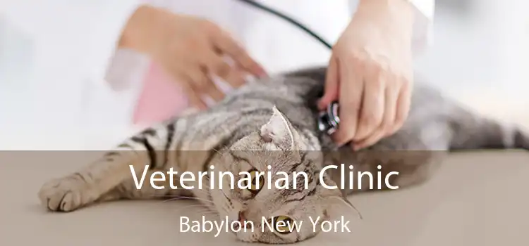 Veterinarian Clinic Babylon New York