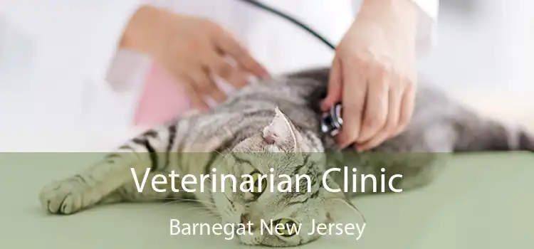 Veterinarian Clinic Barnegat New Jersey