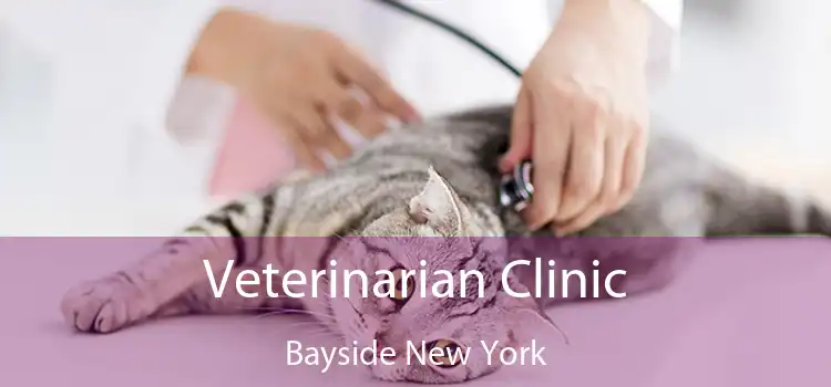 Veterinarian Clinic Bayside New York