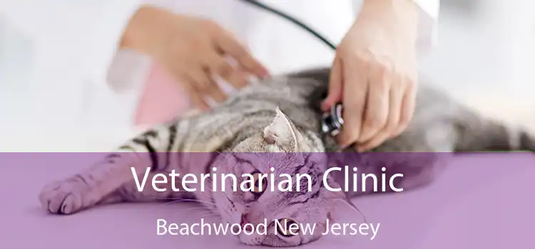 Veterinarian Clinic Beachwood New Jersey