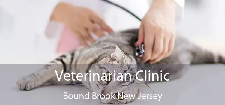 Veterinarian Clinic Bound Brook New Jersey