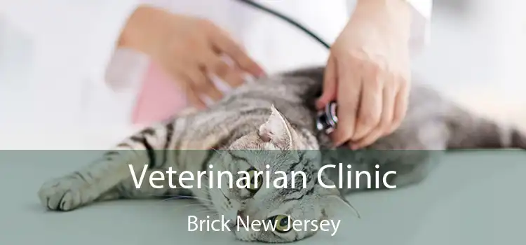 Veterinarian Clinic Brick New Jersey