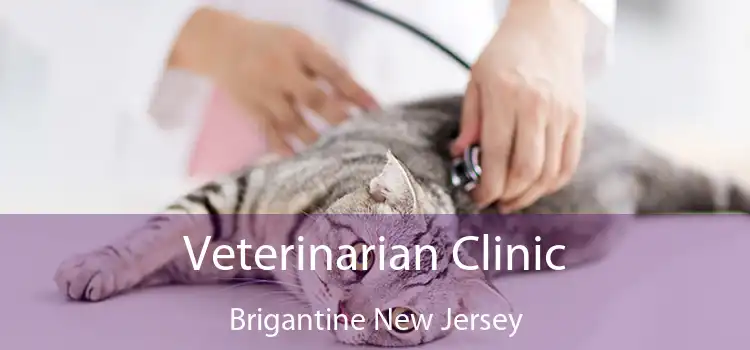 Veterinarian Clinic Brigantine New Jersey