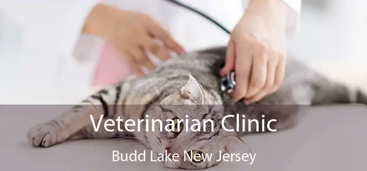 Veterinarian Clinic Budd Lake New Jersey