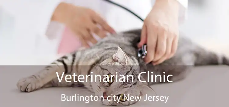 Veterinarian Clinic Burlington city New Jersey