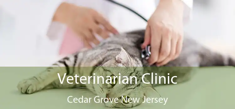 Veterinarian Clinic Cedar Grove New Jersey