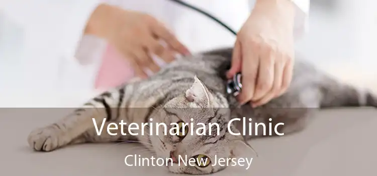 Veterinarian Clinic Clinton New Jersey