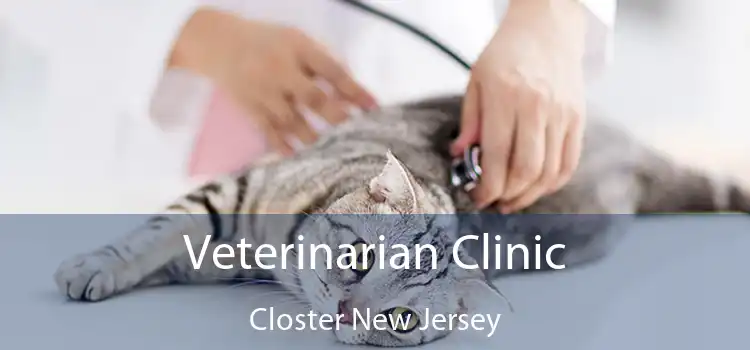 Veterinarian Clinic Closter New Jersey