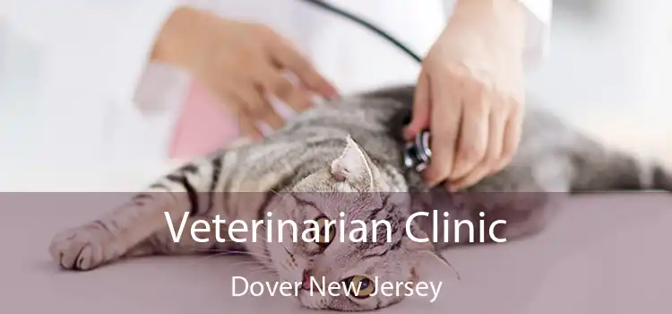 Veterinarian Clinic Dover New Jersey