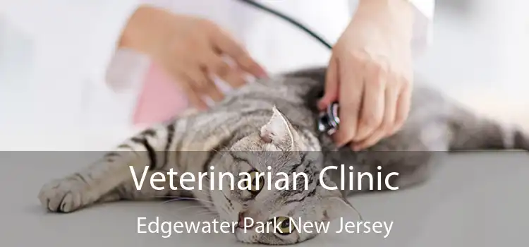 Veterinarian Clinic Edgewater Park New Jersey