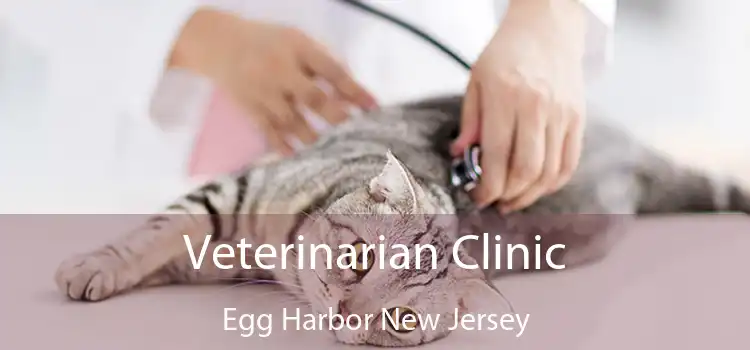 Veterinarian Clinic Egg Harbor New Jersey