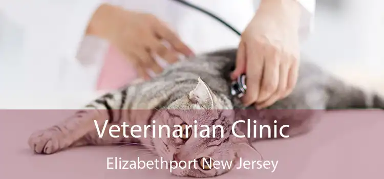 Veterinarian Clinic Elizabethport New Jersey