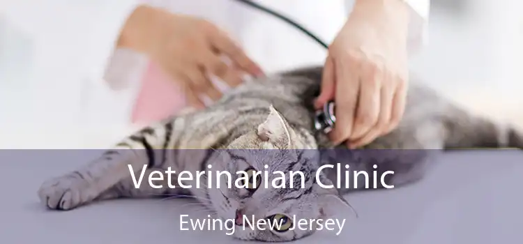 Veterinarian Clinic Ewing New Jersey