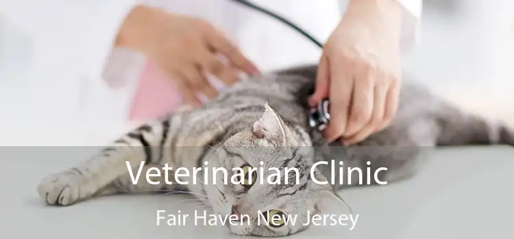 Veterinarian Clinic Fair Haven New Jersey