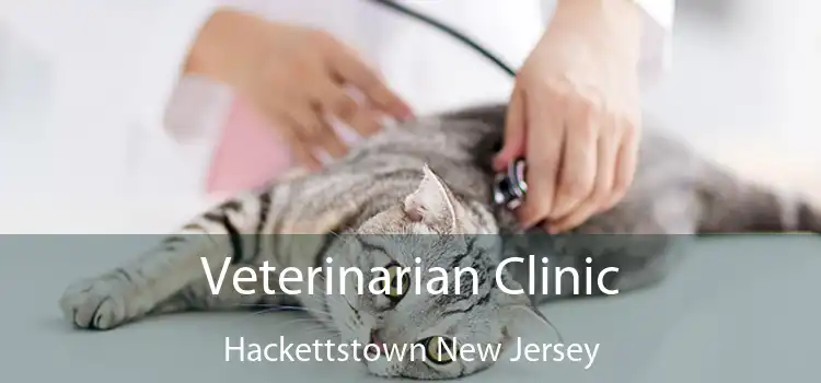 Veterinarian Clinic Hackettstown New Jersey