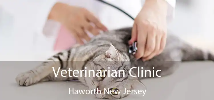 Veterinarian Clinic Haworth New Jersey