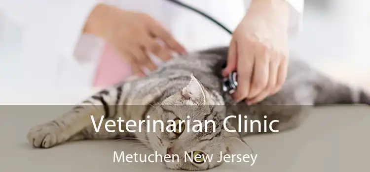 Veterinarian Clinic Metuchen New Jersey