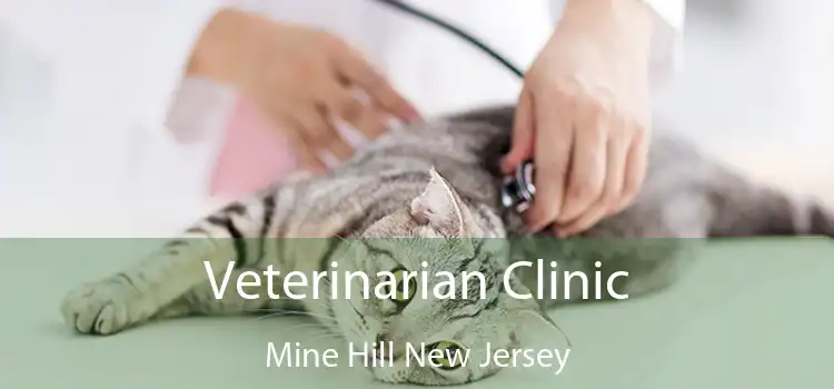 Veterinarian Clinic Mine Hill New Jersey