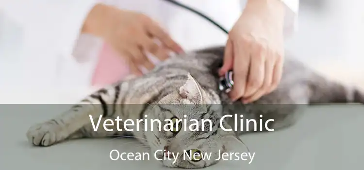 Veterinarian Clinic Ocean City New Jersey