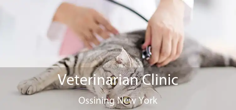 Veterinarian Clinic Ossining New York