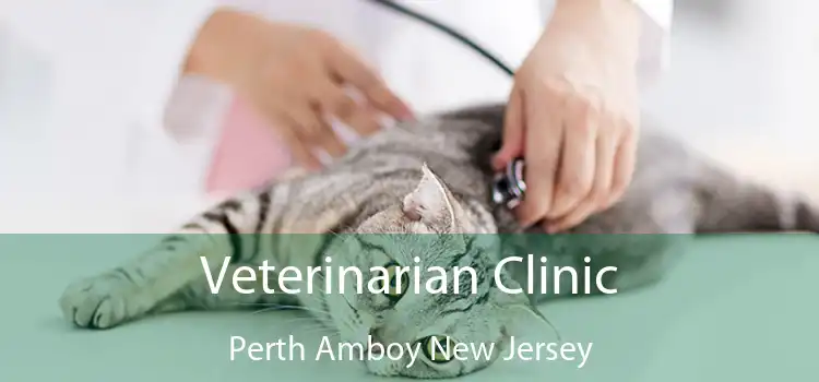 Veterinarian Clinic Perth Amboy New Jersey