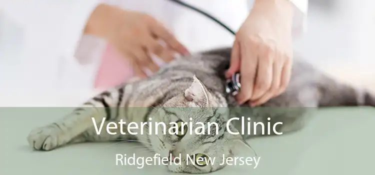 Veterinarian Clinic Ridgefield New Jersey