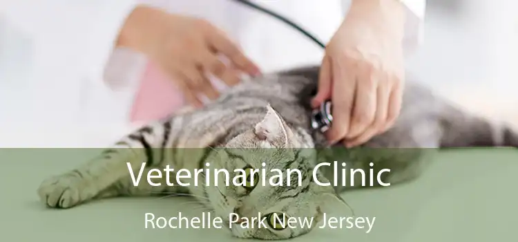 Veterinarian Clinic Rochelle Park New Jersey