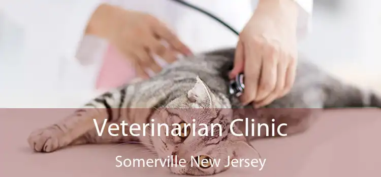 Veterinarian Clinic Somerville New Jersey