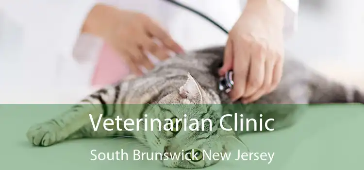 Veterinarian Clinic South Brunswick New Jersey