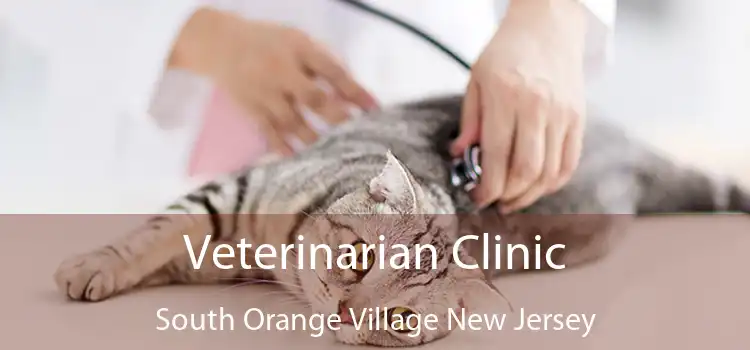 Veterinarian Clinic South Orange Village New Jersey