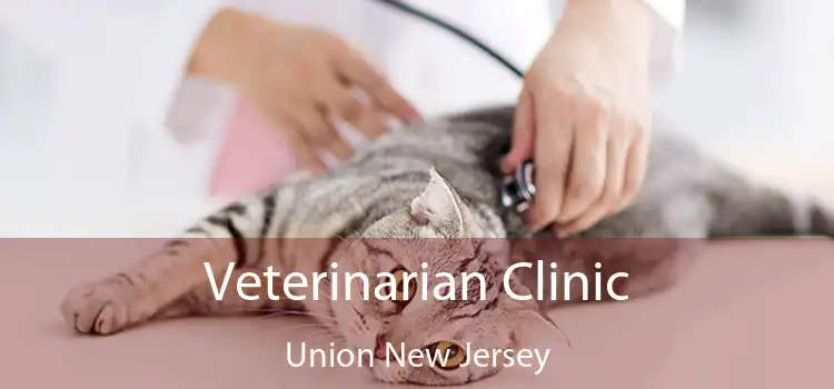 Veterinarian Clinic Union New Jersey