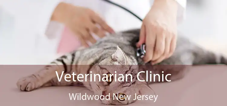 Veterinarian Clinic Wildwood New Jersey