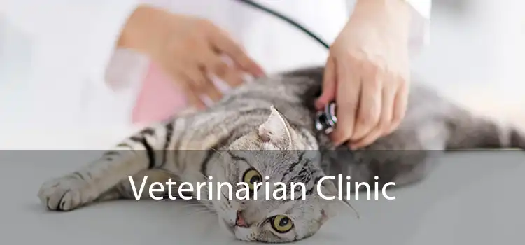 Veterinarian Clinic  